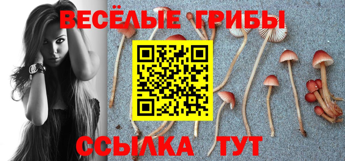 Пушкино  Галлюциногенные грибы Cubensis  Вход с VPN 